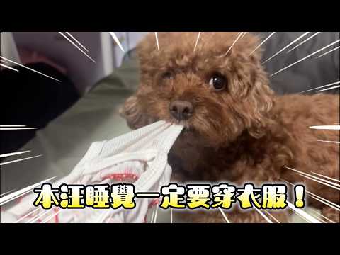 貴賓狗睡前堅持要穿衣服 見姐要拿走還緊咬不放