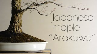 'Arakawa' Japanese Maple First Bonsai Pot  Arkefthos Bonsai