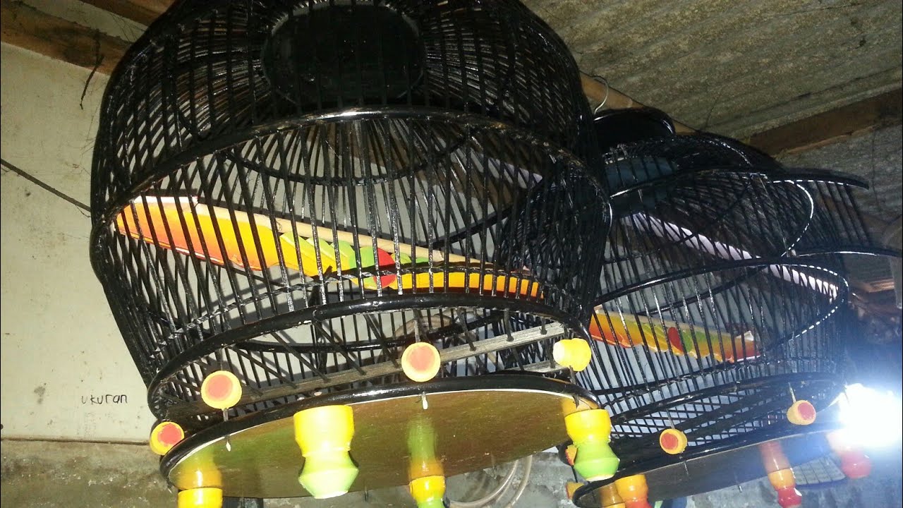 Mewarnai kaki kaki untuk sangkar burung.. 