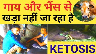 Ketosis metabolic disease treatment in Cow Buffalo/Ketosis disease animal symptom,DiagnosisTreatment