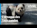 Chine  un zoo fait scandale en peignant des chiens pour les dguiser en pandas