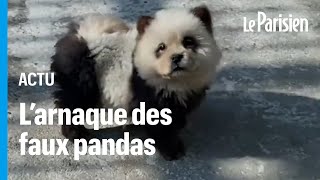Un zoo chinois peint des chiens en noir et blanc et les fait passer pour des pandas by Le Parisien 124,882 views 2 days ago 1 minute, 31 seconds