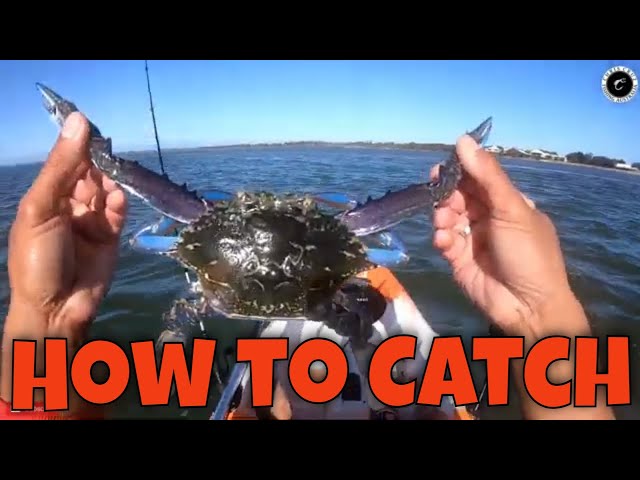 How to Catch Blue Swimmer Crabs, What Bait to Use