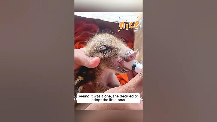 A woman adopted a wild boar and then was surprised to find... #shorts