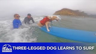 Three-legged dog learns to surf ahead of Surf Dog Surf-A-Thon 🌊 by Helen Woodward Animal Center 160 views 8 months ago 1 minute, 23 seconds