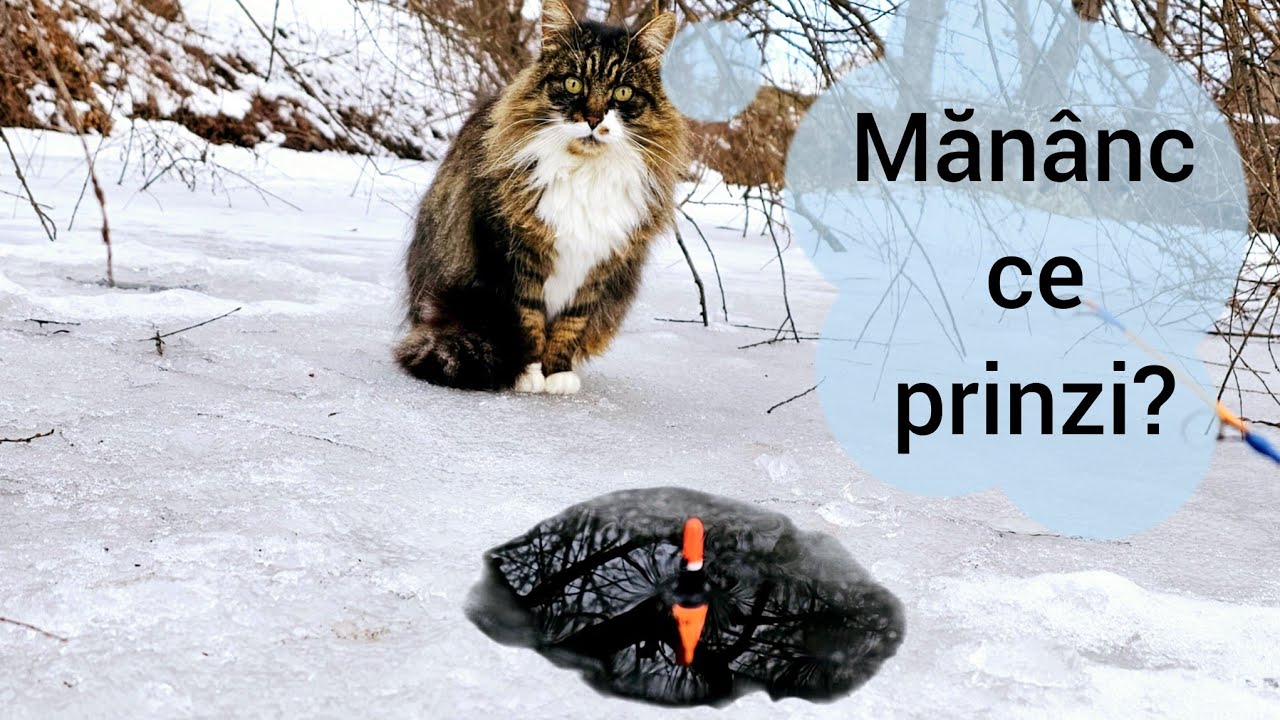 PESCUIT la COPCĂ - Am HRĂNIT PISICILE cu PEȘTII PRINȘI :))