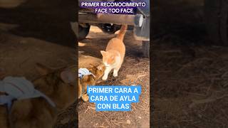 PRIMER CARA A CARA DE AYLA CON BLAS #viral #cat #trending