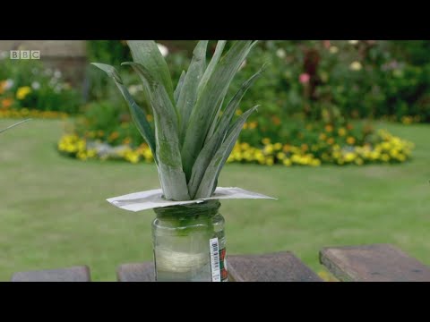 Videó: Iberis Esernyő (36 Fotó): Virágok Termesztése Magvakból. Mikor A Legjobb Az ültetés Ideje? A Fehér Fajták Leírása, 