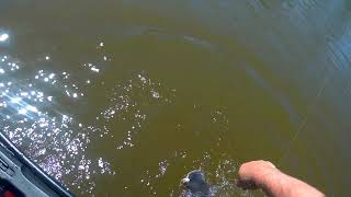 Blue Catfish 6/6/20 Black River Port Huron, Mi