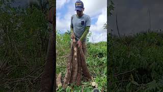 terra boa para plantar pés de mandiocas #mandioca #agro #reidafarinhaouro