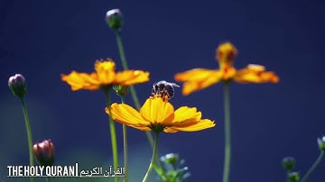 #سورة_النحل  بصوت القارئ اسامة صبحي حسين #تلاوة #القرآن #القرآن_الكريم #quran #قرآن