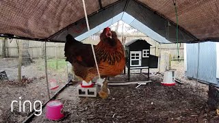 Did You Know Chickens Like Playground Swings? | RingTV