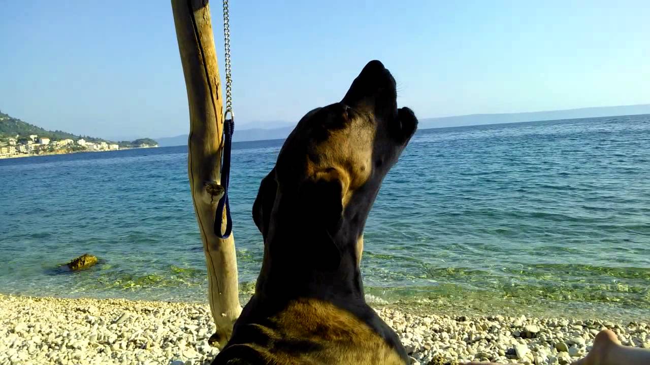 great dane howling