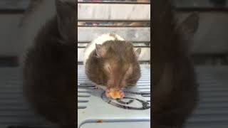 کلوچه خوردن همستر خانگی 2