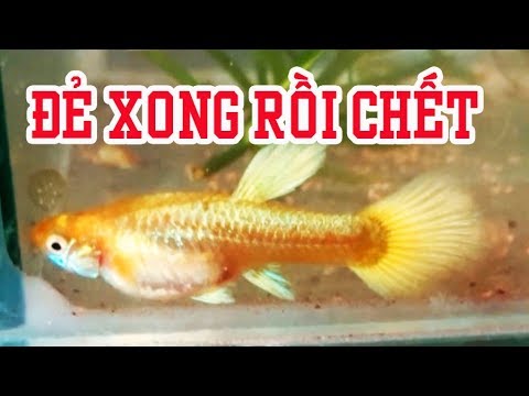 Video Mẹo khắc phục tình trạng cá 7 màu mẹ đẻ xong C.H.Ế.T |... - youtube