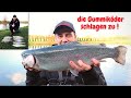 Forellenangeln mit Gummiköder Ultra light Angeln Patricks Angelteiche Lachsforelle Big Trout Spoon