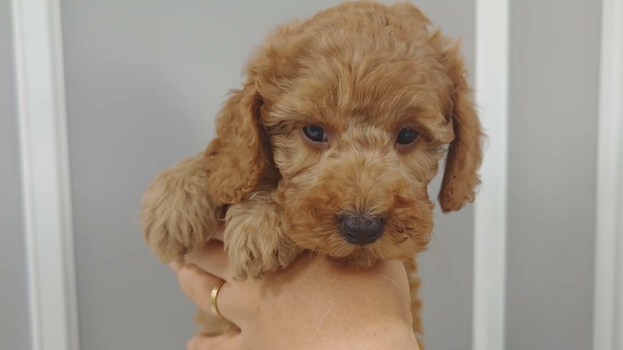 【プードル】6足おまとめページ プードル】6足おまとめページ 子犬情報 - 大阪店：ぱぴぷぺっと