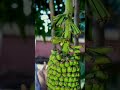 A Huge Banana Tree And Another Beautiful Girl With Bananas FrashNaturalFruit A Huge Banana Tree And Another Beautiful Girl With Bananas FrashNaturalFruit