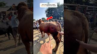 NYESEL😭SAPI QURBAN GAK LAKU, DI PASAR DITAWAR 44 JUTA #seru #heboh #transaksi #sapi #viral #fyp