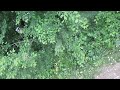 Song Of An Eastern Olivaceous Warbler Song Of An Eastern Olivaceous Warbler