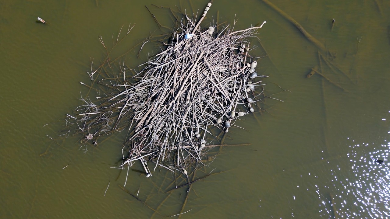 Beavers 101🦫: Lodge Tour and Fun Facts - YouTube