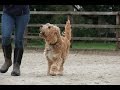 Lola - Cockapoo - 3 Week Residential Dog Training At Adolescent Dogs Lola - Cockapoo - 3 Week Residential Dog Training At Adolescent Dogs