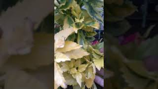 نبات الدرونتا/Duranta erecta/ duranta plant hedges/دائم الخضرة/مزدهر طول العام