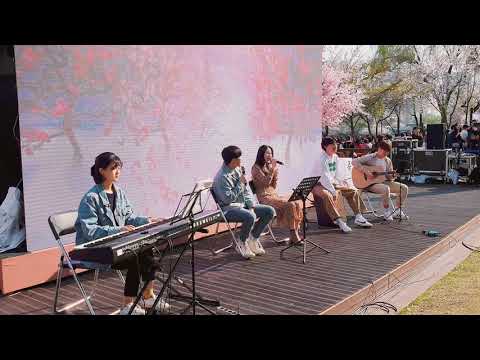 어절씨구반지하블루스 어쿠스틱밴드 - 봄인가봐 [ 석촌호수 벚꽃축제 공연 ]