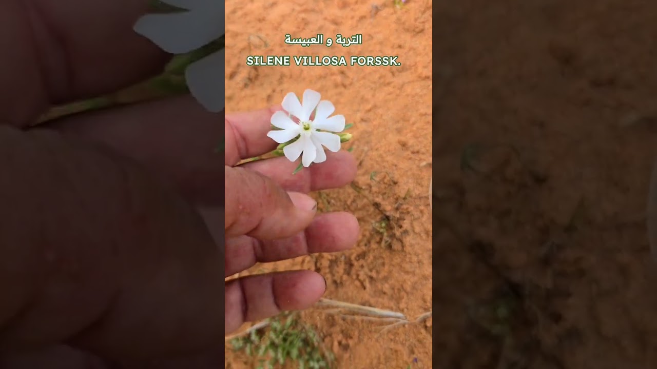 من نباتات القصيم البرية