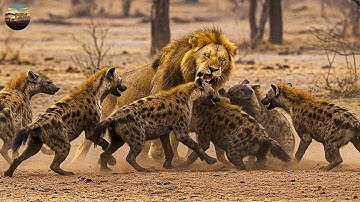 Hoang Dã Châu Phi – Khi Sư Tử Đối Đầu Bầy Linh Cẩu Điên Cuồng | POW – Thế Giới Động Vật
