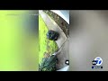 Porch pirate disguises self in trash bag while stealing package from Sacramento home