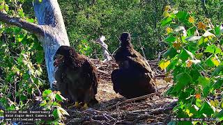 Little Miami Conservancy Bald Eagle 12.05.2024 17:48