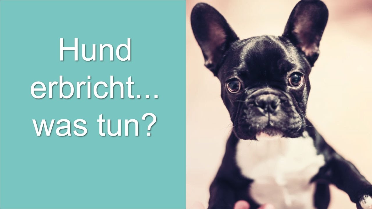 Hund Erbricht Was Tun Youtube