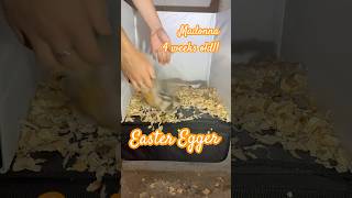 Madonna is 4 weeks old!!! #chicken #homestead #easteregger Net Worth