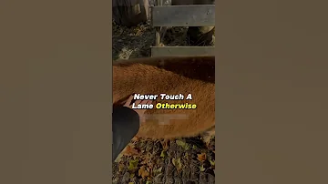 Never Touch Lama Credit Marie Werner Shorts Lama Animal 