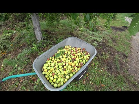 Видео: ОПИЛИЛ ДИКУШКУ! ЦЕЛАЯ ТЕЛЕЖКА ЯБЛОК!