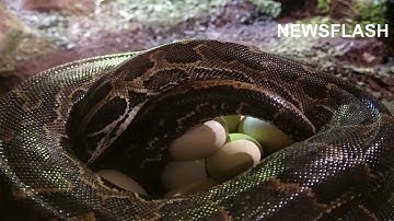 Africas Largest Snake Lays A Pyramid Of Eggs