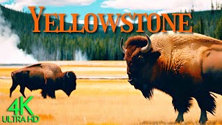 Peaceful Yellowstone National Park in 4K with Animals and Relaxing Music, Acoustic Guitar