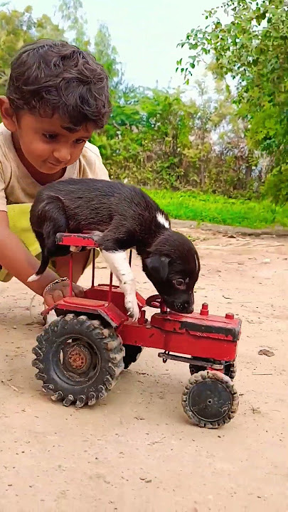 Piya haaa🔥🔥🐕🐕 King 🐶 dog tractor 🚜#tractorvideo#dog#tractorstunt#tractorlover#viralvideo#shortvideo