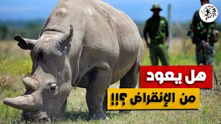 وحيد القرن الأبيض الشمالى ومحاولة إنقاذه من الانقراض - عالم الحيوان