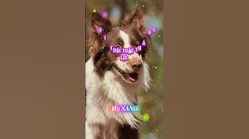 TỬ VI TUỔI TUẤT THÁNG 5 ÂM LỊCH 🌺 #phongthuy #tuvi #youtube #tuvi12congiap