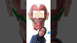 Which facial muscle is used in smiling? #anatomy