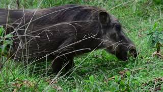 Grazing Warthog