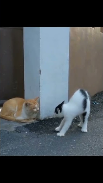 mentahan kucing Batman....#shorts #kucing #storykucing #catlover #funnycats #story