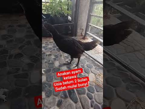 anakan ayam ketawa usia belum genap 2 bulan #ponorogo #ayamketawa