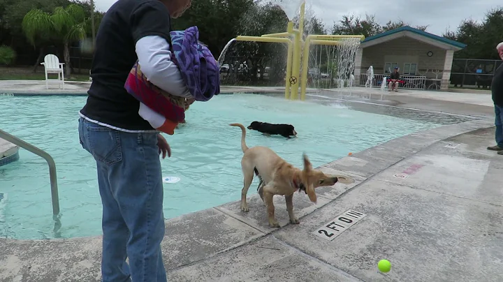 Doggie Dunk in Rockport Texas by Jeanette Larson