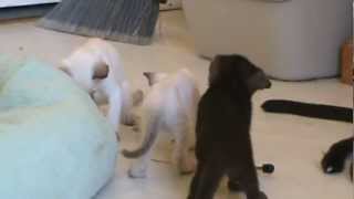 Havana Brown F1 kittens July 22, 2012 by XocolCat 207 views 11 years ago 1 minute, 16 seconds