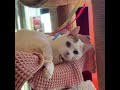 Pennywise video