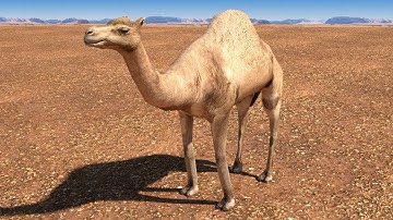 Arabian Camel - Animated Low Poly
