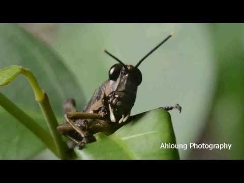 Grasshopper  feeding